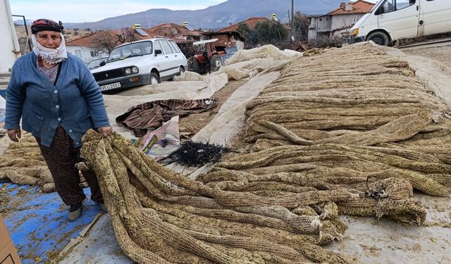 Selendi’de tütünde hasat bitti, kolileme mesaisi başladı