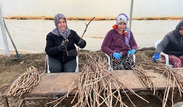 Genç kardeşlerden Sarıgöl ekonomisine 700 bin fidan hamlesi