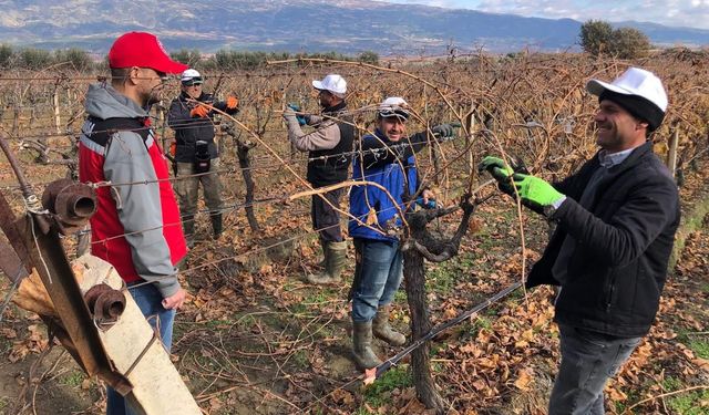 Üzüm bağlarında doğru budama için yerinde eğitim