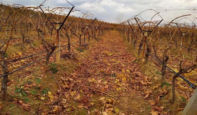Soğukta budanan bağlardan işçilere tatlı sürpriz