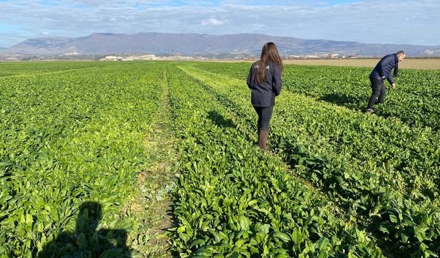 Salihli'de kışlık sebzelerde hastalık ve zararlılara karşı kontroller sürüyor