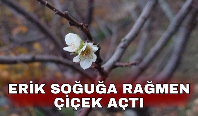 Erik soğuğa rağmen çiçek açtı