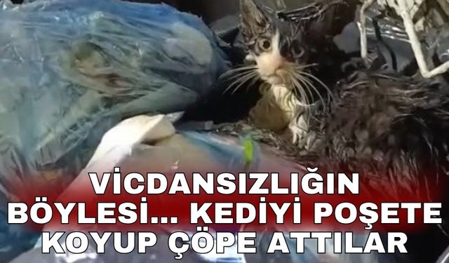 Vicdansızlığın böylesi... Kediyi poşete koyup çöpe attılar