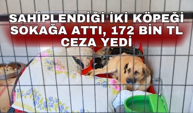 Sahiplendiği iki köpeği sokağa attı, 172 bin TL ceza yedi