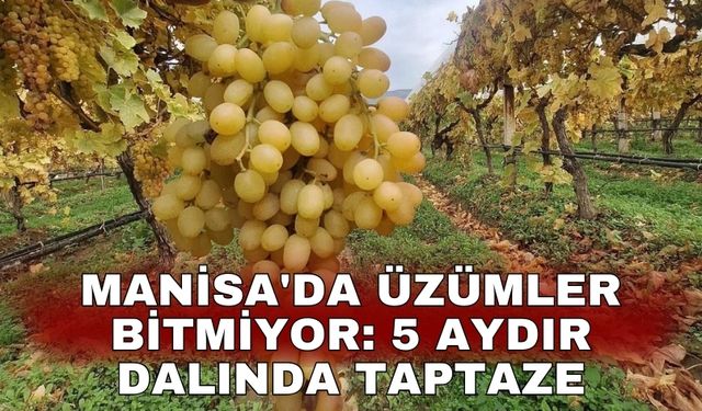 Manisa'da üzümler bitmiyor: 5 aydır dalında taptaze