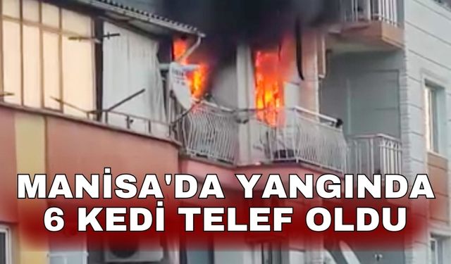 Manisa'da yangında 6 kedi telef oldu