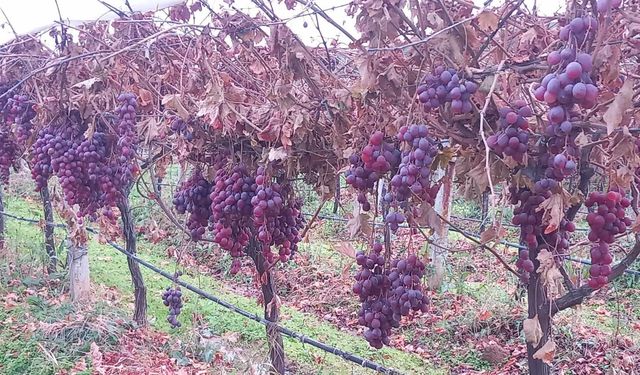 Sarıgöl’de 2025 yılı üzümleri dalında bekletip 2026'nın ilk günü hediye etti