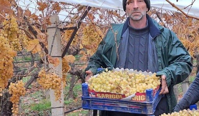 Sarıgöl'de üzüm hasadında sona gelindi