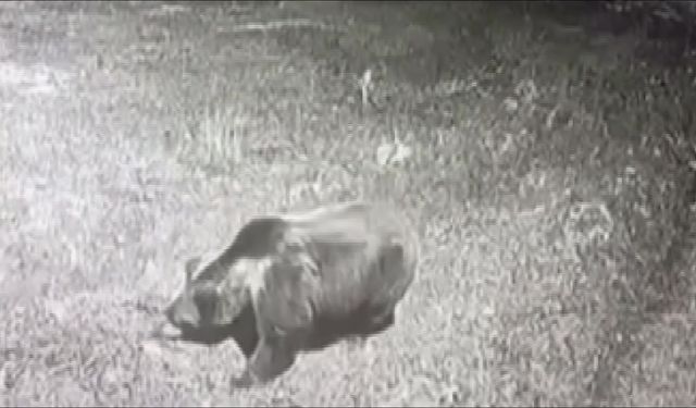 Kış uykusuna yatmayan ayıya böyle seslendi: "Kocaoğlan git yerinde yat, uyu"