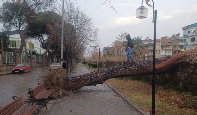 Salihli'yi fırtına vurdu, ağaçlar devrildi, çatılar uçtu