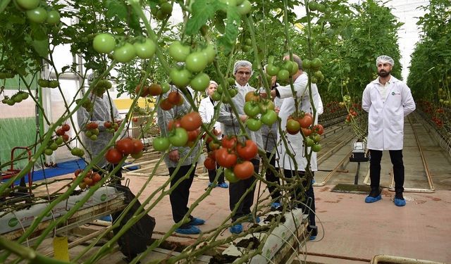 Modern sera yatırımları Salihli’de tarımı güçlendiriyor