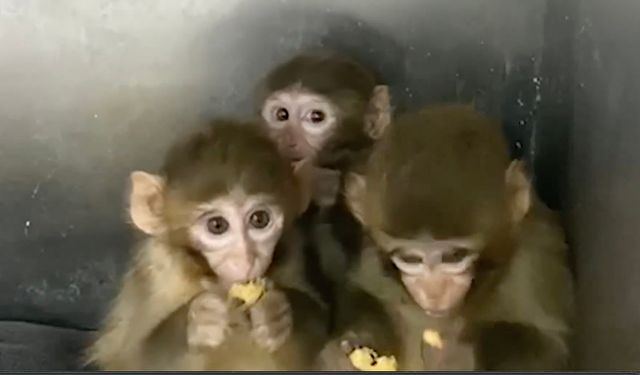 Bursa'da 3 makak maymunu koruma altına alındı
