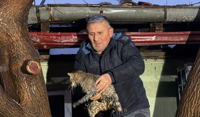 Kediler üşümesin diye yakılan soba faciaya dönüştü: İki ev küle döndü