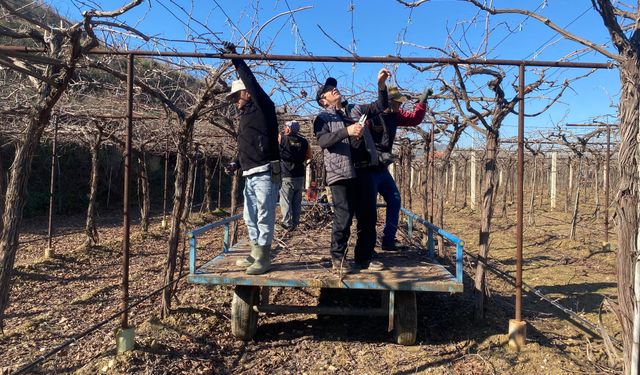 Alaşehir'de yağmur ve kar çiftçiye umut oldu
