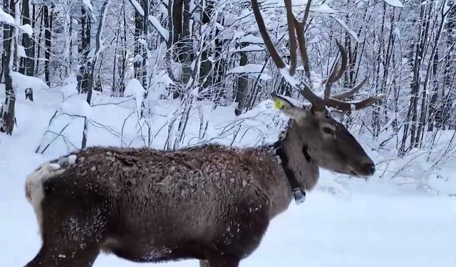Karların arasında süzülen kızıl geyik havadan görüntülendi