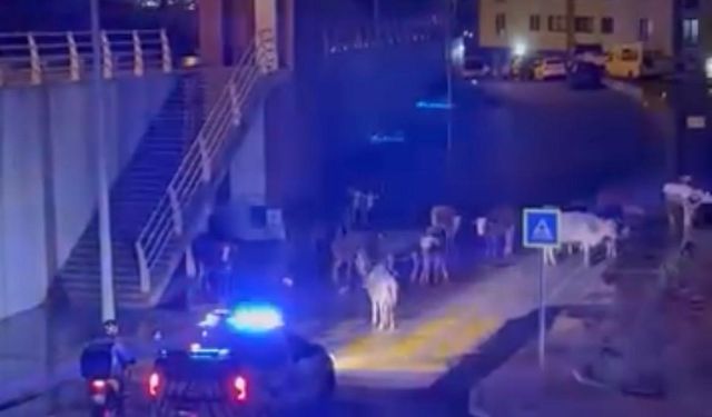İzmir'de polisin "İnekler dağılın" anonsu gülümsetti
