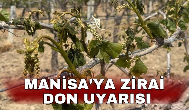 Manisa’ya zirai don uyarısı