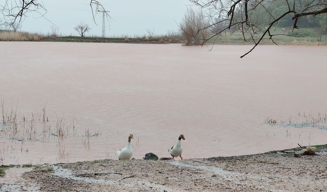 Spil'de kuruyan Sülüklü Göl yeniden canlandı