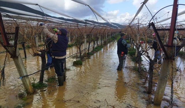 Göle dönen bağlarda budama mücadelesi
