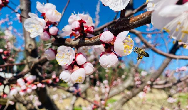 Salihli’de sert çekirdekli meyveler için ‘Monilya’ uyarısı
