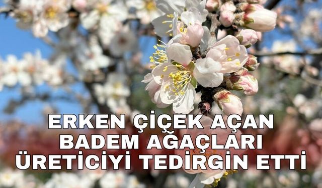 Erken çiçek açan badem ağaçları üreticiyi tedirgin etti