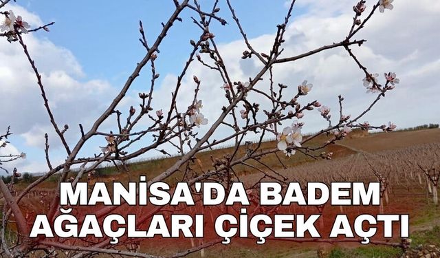 Manisa'da badem ağaçları çiçek açtı