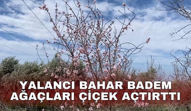Yalancı bahar badem ağaçları çiçek açtırttı