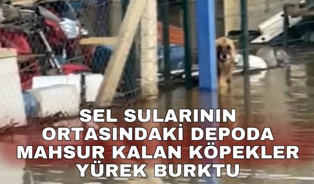 Sel sularının ortasındaki depoda mahsur kalan köpekler yürek burktu