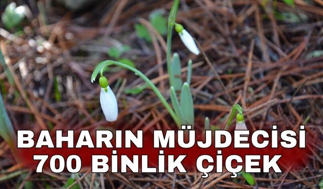 Baharın müjdecisi 700 binlik çiçek