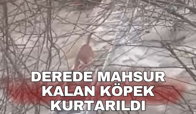 Turgutlu'da derede mahsur kalan köpek kurtarıldı