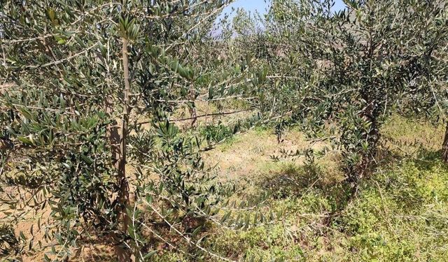 Sarıgöl’de 'bodur' zeytin dönemi