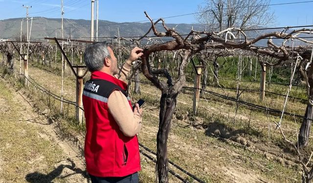 Bağlarda hastalık ve zararlı kontrolü yapılıyor