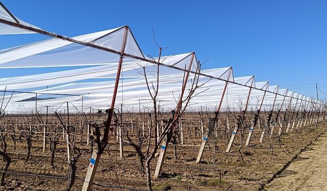Sarıgöl'de üzüm bağları doluya karşı fileyle korunuyor