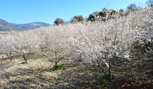 Çiçek açan badem ağaçları çiçek bahçesine benzedi