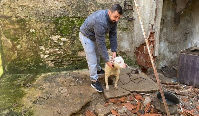 Kapalı inşaat çukuruna düşen köpeği itfaiye kurtardı