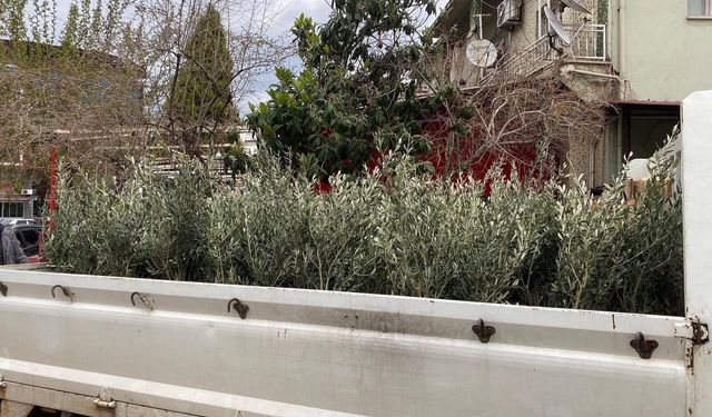 Sarıgöl’de Trilye zeytin fidanına yoğun ilgi
