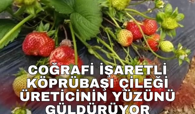 Coğrafi işaretli Köprübaşı Çileği üreticinin yüzünü güldürüyor
