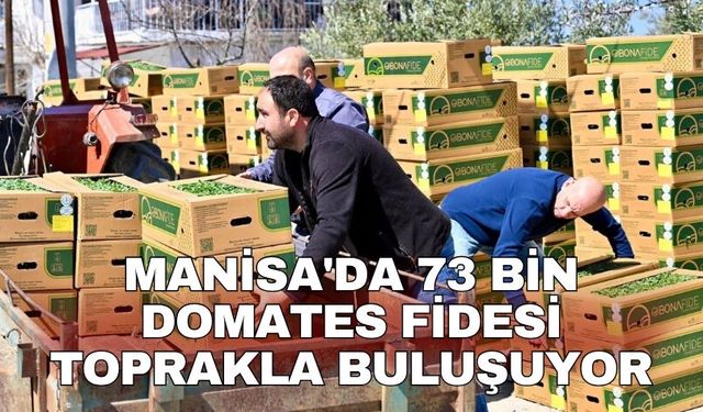 Manisa'da 73 bin domates fidesi toprakla buluşuyor