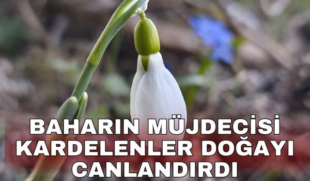 Baharın müjdecisi kardelenler doğayı canlandırdı