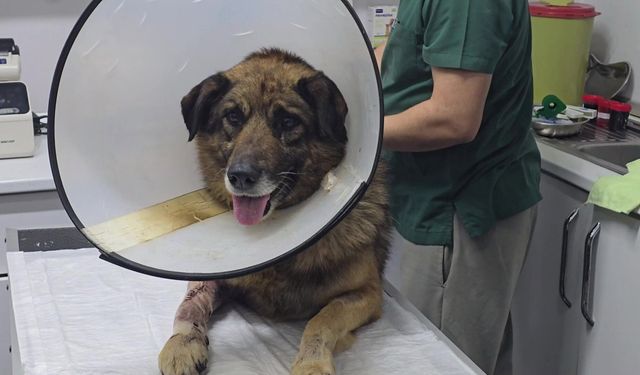 Havladığı için 4 kurşunla vurulan köpek hayata tutundu; Adını "Kurşun" koydular