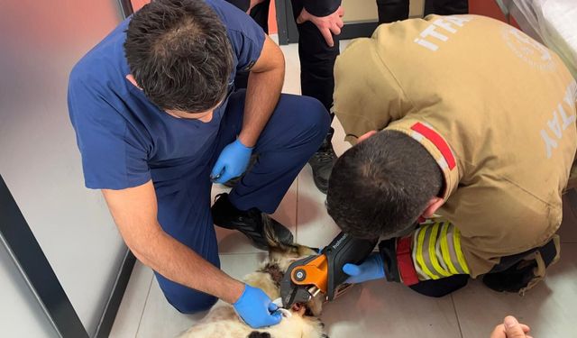 Boynuna zincir sıkışan köpeğin imdadına itfaiye yetişti