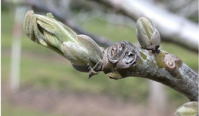 Salihli’de ceviz üreticilerine antraknoz uyarısı