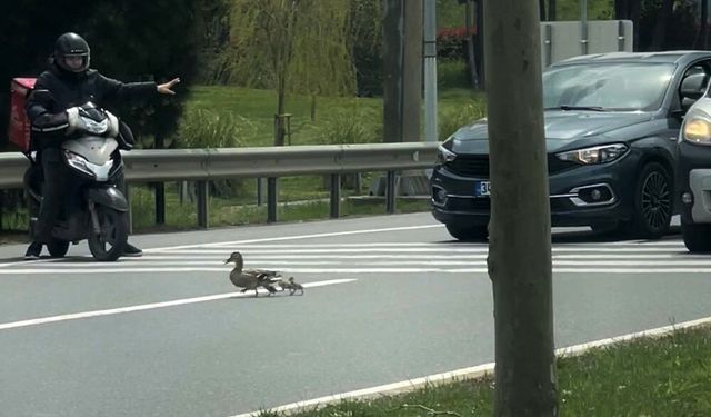 Ördeklerin güvenli geçişi için trafik durduruldu