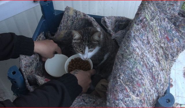 Su kanalında doğum yapan kedi ve 3 yavrusunun yeni yuvası depremzede ailenin konteyneri oldu