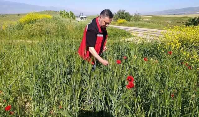 Sarıgöl'de huhubatta verim için ekipler sahada