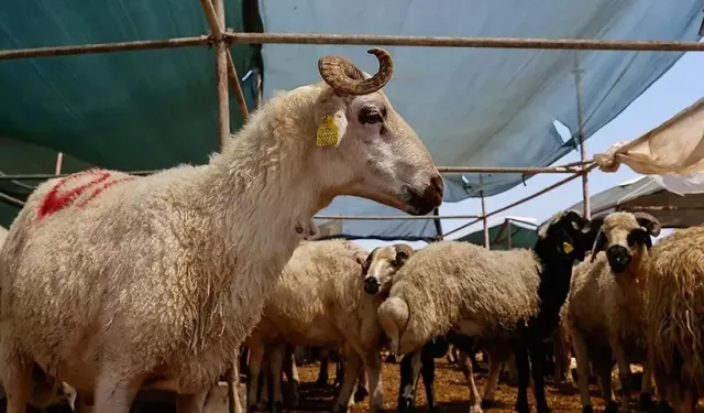 2026 Kurban Bayramı vekalet ücretleri belli oldu