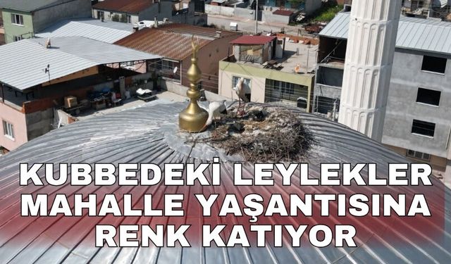 Kubbedeki leylekler mahalle yaşantısına renk katıyor