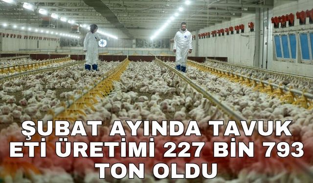 Şubat ayında tavuk eti üretimi 227 bin 793 ton oldu