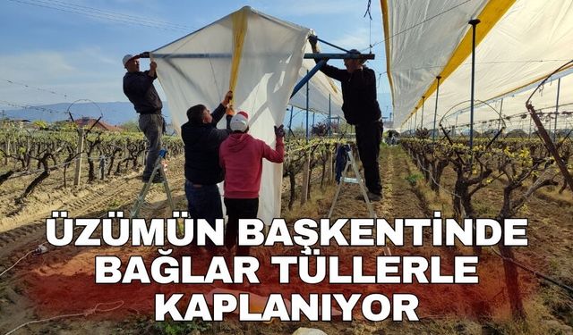 Üzümün başkentinde bağlar tüllerle kaplanıyor