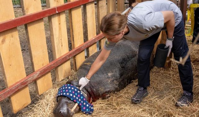 Doğal Yaşam Parkı'nda hayata döndüren müdahale